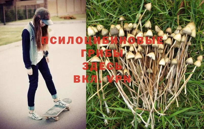 Галлюциногенные грибы MAGIC MUSHROOMS  кракен   Десногорск  хочу наркоту 